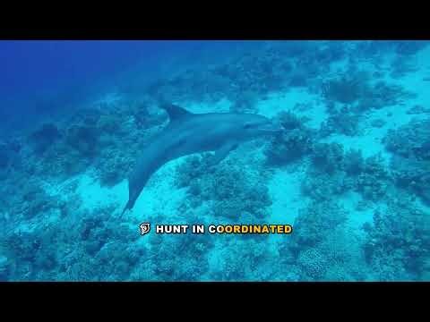 The Orca: A Killer Whale with Culture - Complete Guide