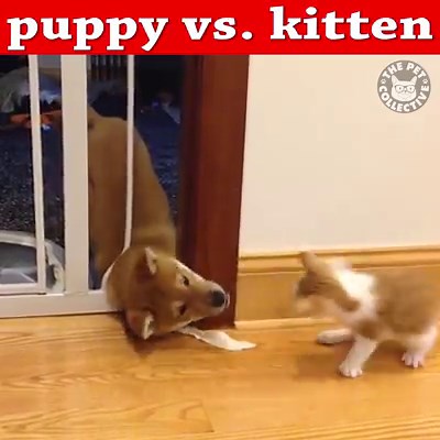 1M views · 9.1K reactions | The most vicious of fights: | The Pet Collective | Facebook