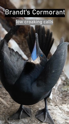 It’s nesting season here at Alcatraz! At the end of winter, seabirds return to the island to nest and raise their chicks. Working with thousands of these birds, our staff can now imitate their calls. What wildlife do you live close to? Visitors can enjoy rare views as these birds defend their nests, lay eggs, and then the chicks fly away. Some areas of the island are now closed to allow the birds to build nests without as much human disturbance. Nesting season goes all the way through September,