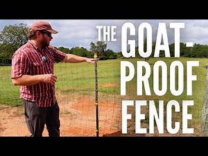 The Best Goat Fence You’ll Ever Build (Guaranteed No Escapes!)
