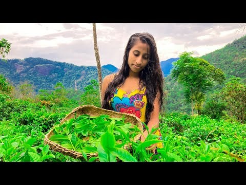 "Steeped in Tradition: Mastering the Craft of Ceylon Tea Making" ☕