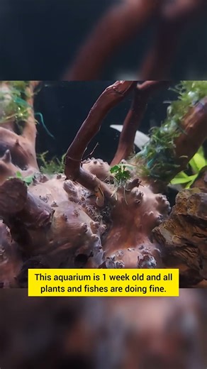 Planted aquarium setup using sand #plantedtank #aquarium #fishtank