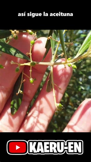 This is how olives are formed