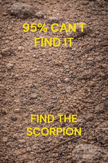 95% FAIL: Find the Hidden Scorpion 🦂Only 5% of People Can See It