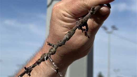 Forest tent caterpillar population outbreak spreading through Edmonton - CityNews Edmonton