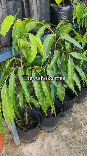 Ashoka trees are beautiful and prized for its pretty foliage. It is a beautiful evergreen tree, with deep green leaves growing in dense clusters. Makes great border rows to provide shade and privacy $65 📅📞 432 3450 📍14 Ramai Trace Debe (search Waze or Google Maps for The Green Farmer) 🚚 Delivery available Monday to Saturday 8:30 am to 5:30pm Sundays 9:00am to 2:00pm Send Message here, whatsapp, or call for any further information #thegreenfarmer #thegreenfarmertt #AshokaTree #SaracaAsoca #Sa