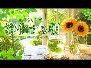 【Morning BGM】途中広告なし｜毎朝これを聴かないと始まらない、朝に整う優しい音楽🌿☕Calm Morning Music - Guitar & Piano🌿【作業・勉強・家事・リラックス】