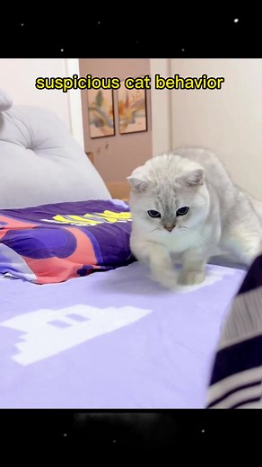 Funny and Suspicious Cat Behavior | Cute Cat Video
