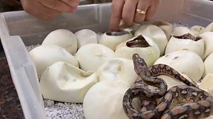 These little guys were just all up in my business! Because they are so small, everything is huge comparativly...especially me! haha they can come out very defensive simply because they dont understand whats going on, they are just babies that have to survive but they quickly learn were here to help! | The Reptile Zoo