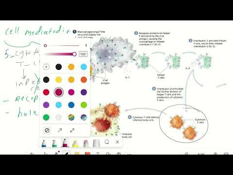 Immune response/ Biology grade12/ chapter3/section2