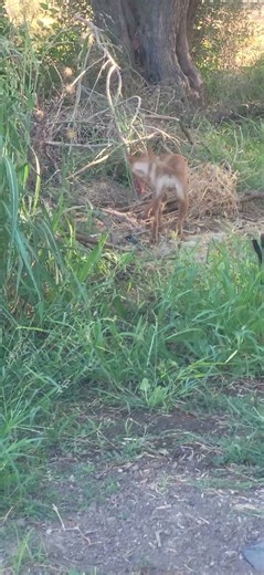 البحت عن الأرانب البرية #india #gsds #nature #animals