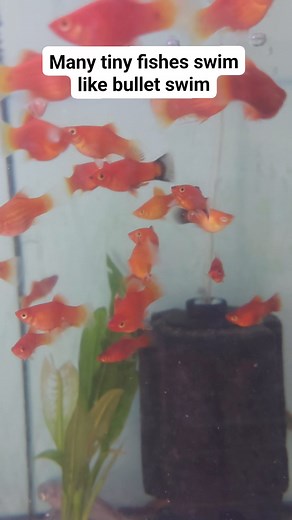 #cichlids #aquarium #fish #cichlid #fishtank #cichlidtank #cichlidsofinstagram #aquariumhobby #africancichlids #freshwateraquarium #fishkeeping #cichlidkeeper #tropicalfish #aquascape #aquariums #malawicichlids #aquariumfish #freshwaterfish #aquariumsofinstagram #freshwater #fishkeeper #flowerhorn #aquascaping #malawi #fishtanksofinstagram #aquariumlife #malawitank #fishofinstagram #plantedtank #aulonocara | G BLOG