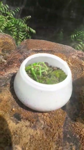 Mini Ecosystem ☘️ #diy #ecosystem #homedecor #naturelove #plantcare #shorts