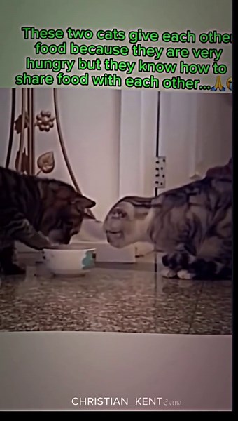 Respectful Cat and Alignment in Motion