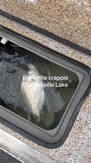 Year-Round Crappie Fishing Tips for Winter