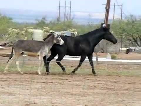CABALLO Y BURRO EN SITUACIONES SEXUALES