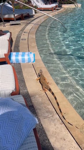 Nancy Lee Grahn on Instagram: "Mexican Squirrel. His name is FuckIce."