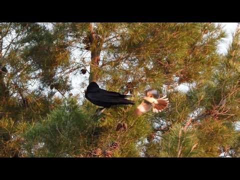 Two Northern Mockingbirds Attacking a Common Raven