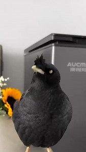 9.3K views · 122 reactions | OMG! Birds so talented ❤️✨ #birdsbecometheessence #birdsarefine #birdsofinstagram #birdssotalented #love #reelsfb #birds #birdwatching #pet #會說話的鳥 #breakbird #singbird #birds #birding #birdsspeak #animals #animal | Daily Birds | Facebook