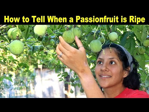 How to Tell When a PASSIONFRUIT is RIPE