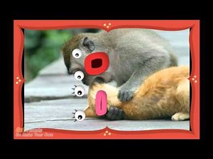 Monkey rapes a cat
