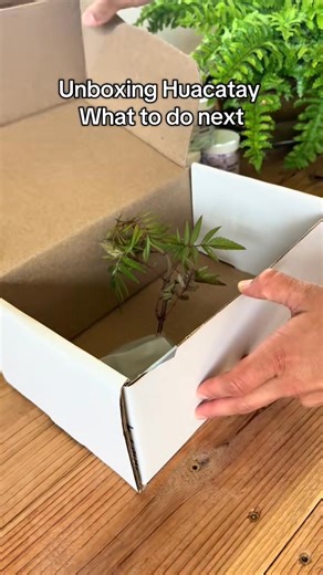 #PeruvianRootsFarm #PeruvianRoots #PeruvianRootsAmericanBlooms #PeruvianGarden #gardening #garden #seeds #peruvianplant | Peruvian Roots Farm | Facebook