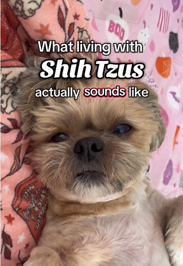 What’s your favourite Shih Tzu noise? Think mines the motorbike grumble 😂 #shihtzu #shihtzusoftiktok #shihtzulovers #dog