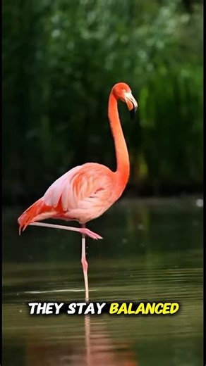 The Only Animal That Stays Balanced After Death #animalfacts