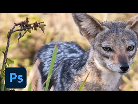 Edit video and animation layers