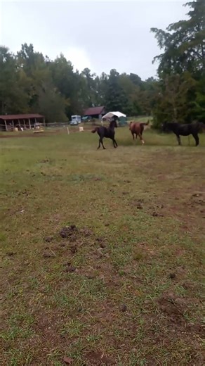 Stallion Becomes Loving Father in Heartwarming Family Story #horse #equestrian #nature