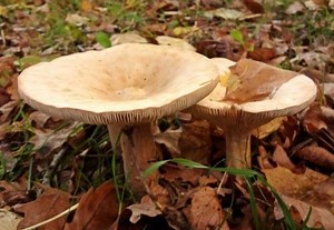 Tricholomataceae - Alchetron, The Free Social Encyclopedia