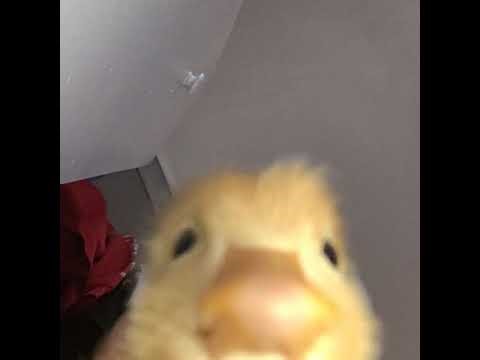 playing flash games cause steam is boring