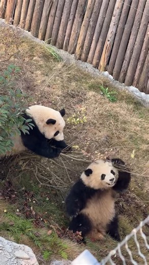 pupupubao | 1.16拜拜和豆豆rua架又被拍到“黑”图！ 拜拜啊，都说了rua架也请做好表情管理了，你怎么还用树枝压自己的脸，把自己又挤成松狮了哈哈。我还顺手给拜拜做了鬼畜哈哈哈哈。#大熊猫金豆 #大熊猫小鳌拜 #大熊猫轮武 | Instagram