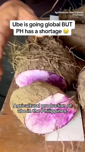 Exploring the Decline of Ube Farming in the Philippines