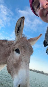 6.3K views · 962 reactions | A beautiful frosty start to the day with donkey George and mr blue sky | Caenhill Countryside Centre | Facebook