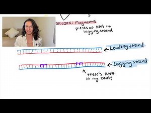 Bacterial Genome (DNA) Replication