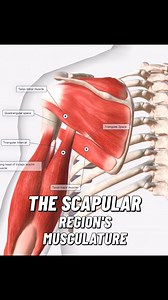 12K views · 1.1K reactions | The scapular region is rich in muscular...