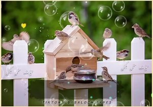 Line's 💫🍂🫧 #ایڈٹ۔سخی۔بگٹی #baloch #balochsong #balochistan #typ #voccieefects #videovrial #tiktokvrial