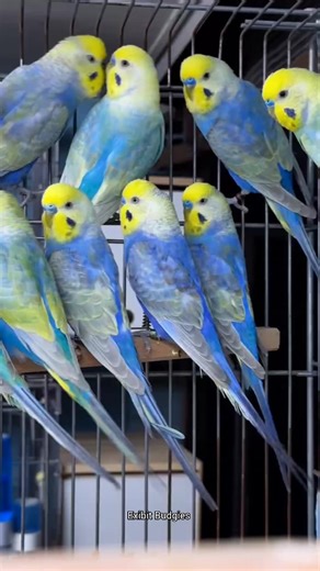 Wow, such a beautiful and original Rainbow Budgies! Their vibrant colors and charming personalities make every moment brighter. 🌈💛💚💙 #RainbowBudgies #BudgerigarLove #ColorfulParrots #ParrotBreeder #BirdLovers #ExoticBirds #PetBirds #AviaryLife #BeautifulBudgies #NatureBeauty | 𝐄𝐱𝐢𝐛𝐢𝐭 𝐁𝐮𝐝𝐠𝐢𝐞𝐬