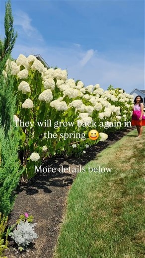 Tatiane | Our.cozy.white.home on Instagram: "I have been getting a lot of this question: How these hydrangeas looks like in winter? ...simple answer, they literally look dead 😆 Must hydrangeas are deciduous shrubs. In winter they should be bare canes. They start to drop their leaves as soon they sense the change in temps, specially in my zone 6b-7a. I like to keep the dried,faded flower heads, they provide some winter interest until they fall of or are pruned in spring. So don't panic, new leav