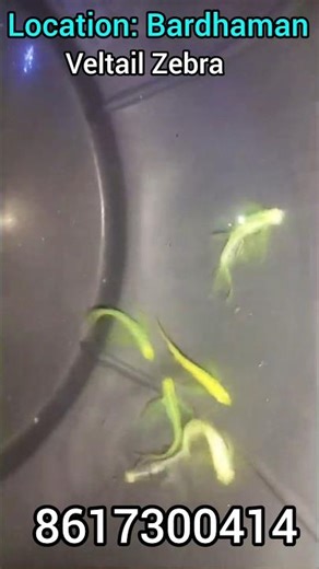 premium quality zebra fish price update #aquarium #zebrafish #viralvideo #fishaquarium #fish