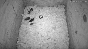 North Carolina Barn Owls Live Cam - HDOnTap