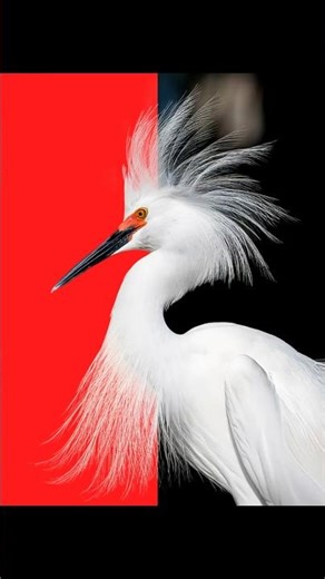 Adobe Photoshop 2026 - Tips for fixing errors when removing background #shorts #anikgraphic