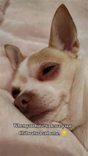 Emotional Farewell to My Chihuahua at Home