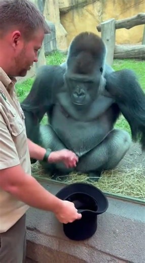 A Simple Magic Trick Turns a Gorilla’s Day Into Pure Joy