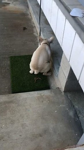 Dog pooping day 1 (part 2)