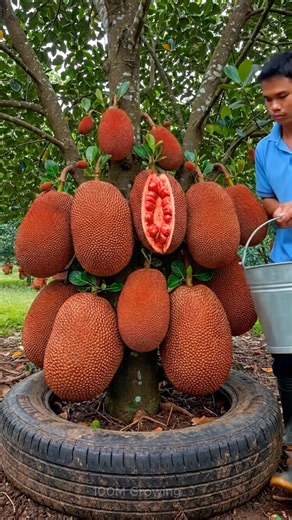 How to growing jackfruit trees that produce more fruit using milk.🥛 #jackfruit #Banana#Grow