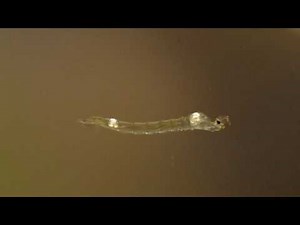 Phantom midge larvae