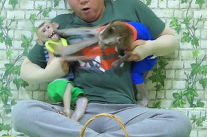 11K views · 566 reactions | Really bad behavior nasty Voka make small Kevin crying ask Mom help | Monkey Kevin | Facebook