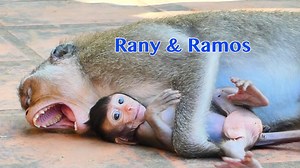 44K views · 1.5K reactions | How Funny Reaction Of Mama Rany And Baby Ramos Sleep Upside Feet To The Sky | Pigtail Monkey Daily | Facebook